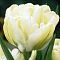 Тюльпан Ап Уайт фото