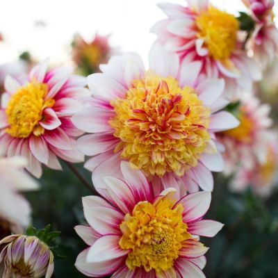 Георгина Полька Георгина Полька - Dolina-Sad.Ru