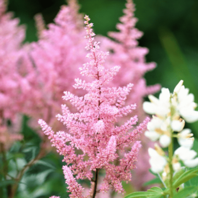 Астильба японская Лолита Астильба японская Лолита фото