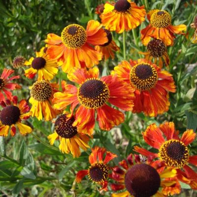 Гелениум Сахинс Эрли Фловерер Гелениум Сахинс Эрли Фловерер - Dolina-Sad.Ru