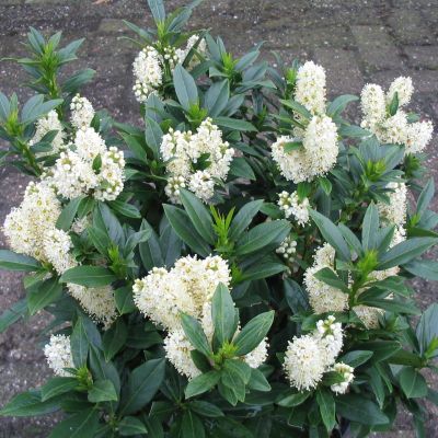 Лавровишня Гаджо - Dolina-Sad.Ru