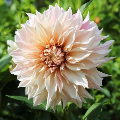 Георгина Кафэй оу Лай (Гиганты) Георгина Кафэй оу Лай (Гиганты) фото