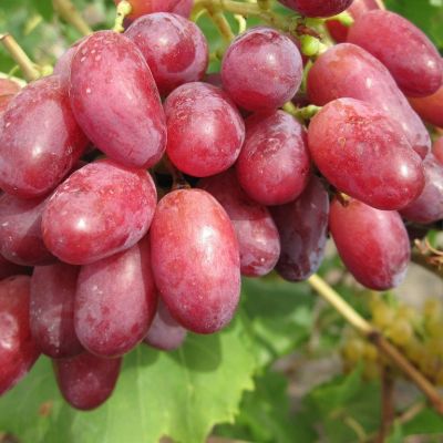 Виноград Шахиня Ирана Виноград Шахиня Ирана - Dolina-Sad.Ru