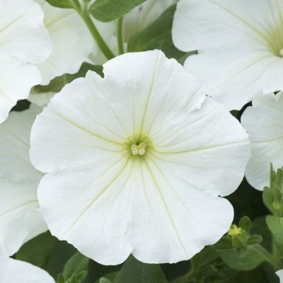 Петуния Оватион Вайт - Dolina-Sad.Ru