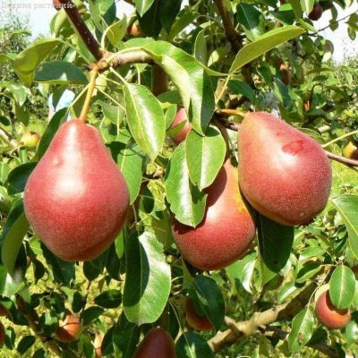 Груша Нарядная Ефимова/Осенняя Груша Нарядная Ефимова/Осенняя фото