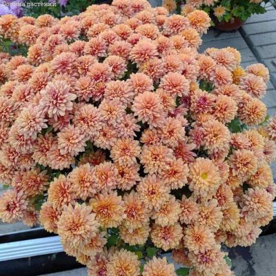 Хризантема мультифлора Персиковая, С2 Хризантема мультифлора Персиковая, С2 - Dolina-Sad.Ru