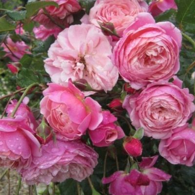 Роза П.Ж. Редут Роза П.Ж. Редут - Dolina-Sad.Ru