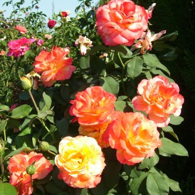 Роза Марвелл Роза Марвелл - Dolina-Sad.Ru