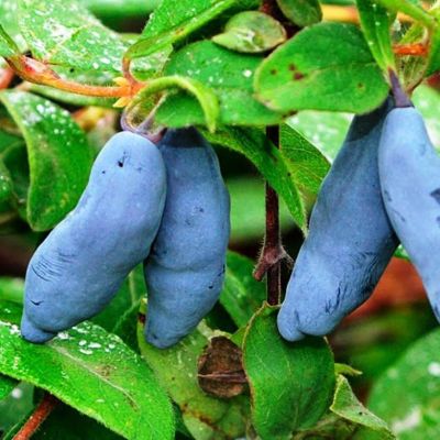 Жимолость Восторг (саженец 2 года) Жимолость Восторг (саженец 2 года) - Dolina-Sad.Ru