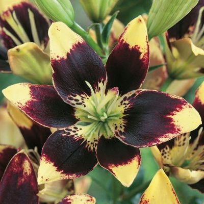 Лилия Изи Дэнс Лилия Изи Дэнс - Dolina-Sad.Ru