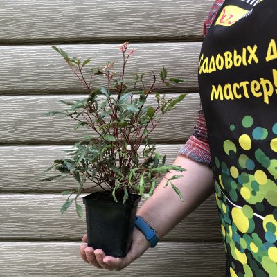 Астильба японская Лолита Астильба японская Лолита фото