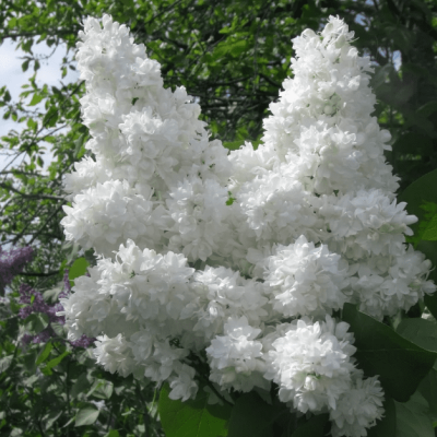 Сирень обыкновенная Моник Лемуан Сирень обыкновенная Моник Лемуан фото