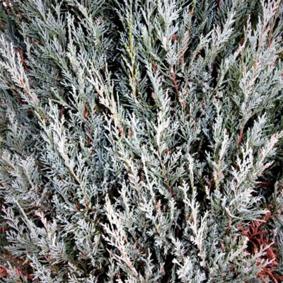 Можжевельник скальный Мунглоу Можжевельник скальный Мунглоу - Dolina-Sad.Ru