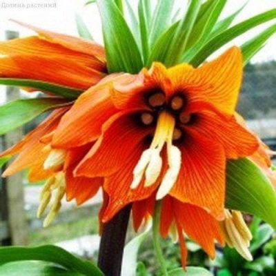 Фритиллярия Империалис Аврора Фритиллярия Империалис Аврора фото