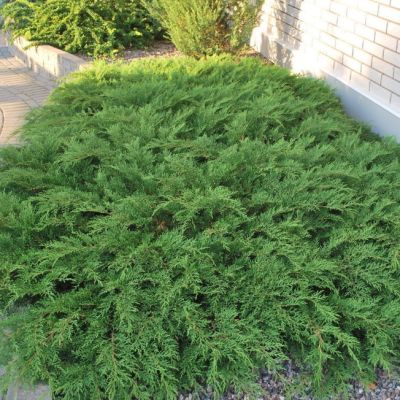 Микробиота перекрестнопарная Микробиота перекрестнопарная фото