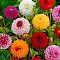 Микс Помпонных Георгин Микс Помпонных Георгин - Dolina-Sad.Ru