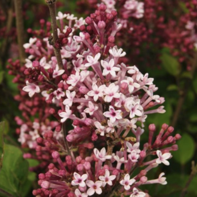 Сирень гибридная Джози Сирень гибридная Джози - Dolina-Sad.Ru