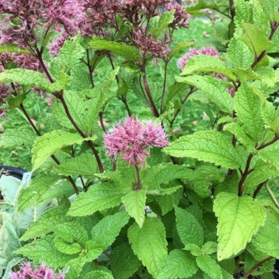 Посконник Литл Джо - Dolina-Sad.Ru