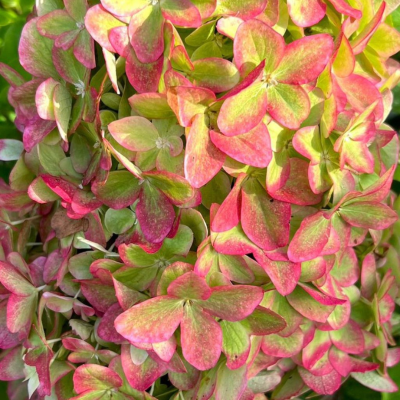 Гортензия метельчатая Металика Гортензия метельчатая Металика - Dolina-Sad.Ru