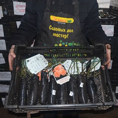 Роза Шон Вон Си фото