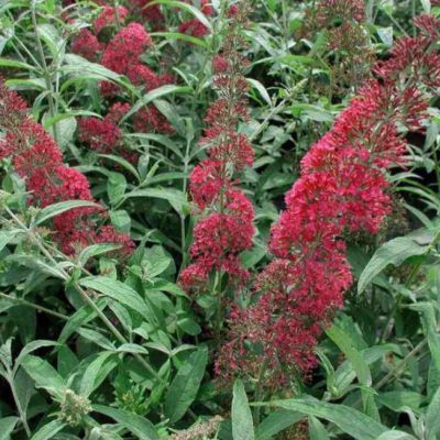 Будлея Давида Королевский красный Будлея Давида Королевский красный фото