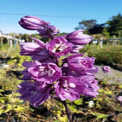 Дельфиниум "Мэджик Фаунтейн Дип роз/вайт Би" фото