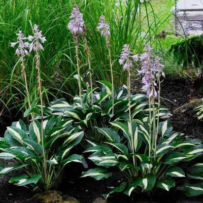 Хоста Уайт Бикини - Dolina-Sad.Ru