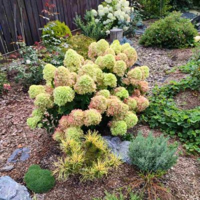 Гортензия метельчатая Би Грин Гортензия метельчатая Би Грин - Dolina-Sad.Ru