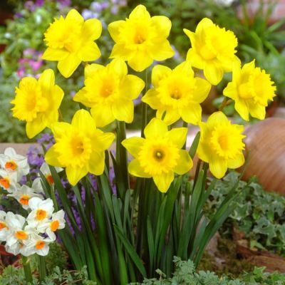 Нарцисс Дач Мастер фото