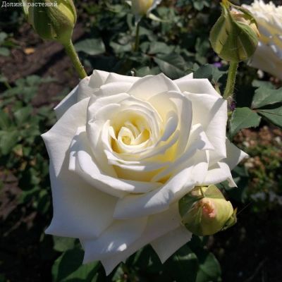 Роза Прауд в горшке - Dolina-Sad.Ru