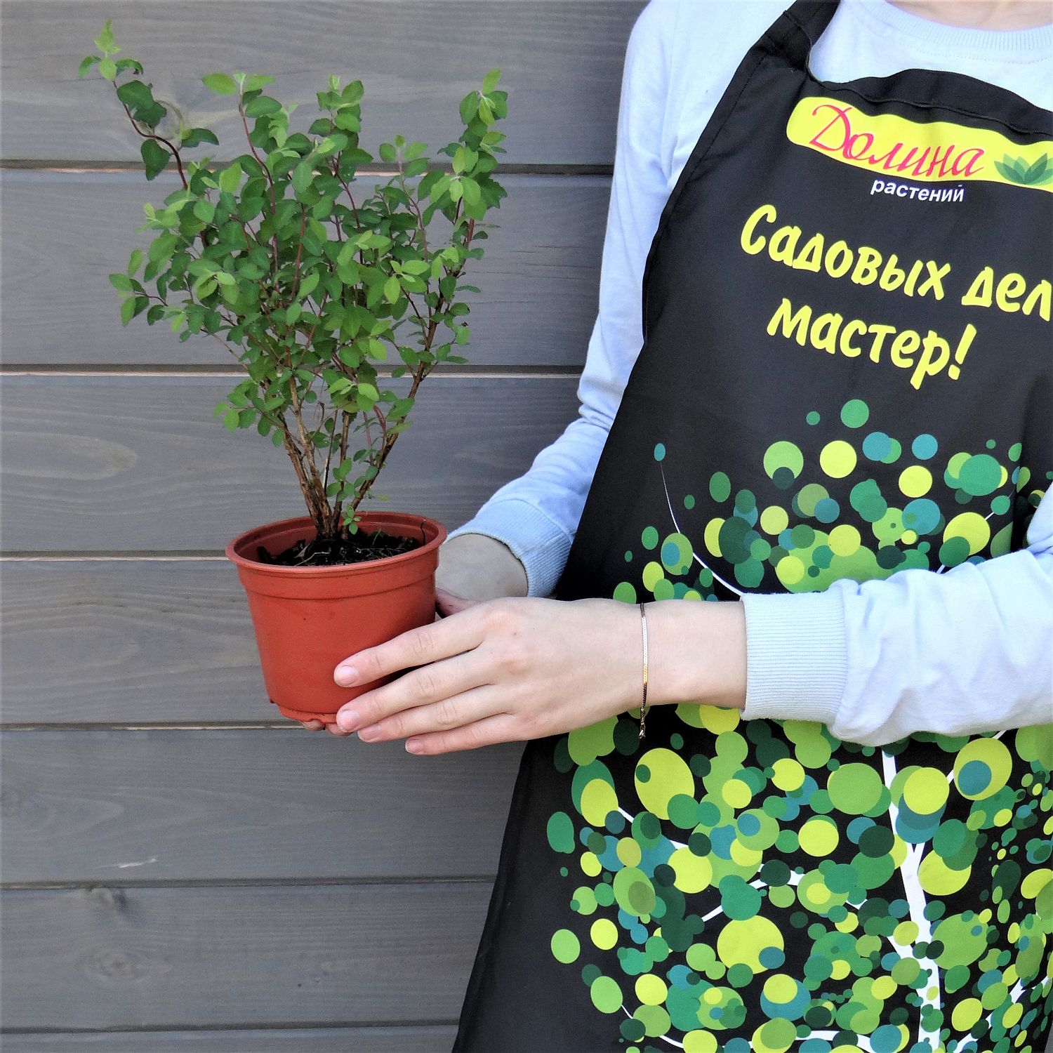 Снежноягодник доренбоза Мэджик Берри Снежноягодник доренбоза Мэджик Берри фото