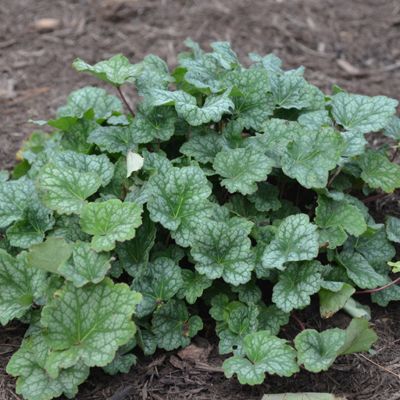 Гейхера Далис Стрэйн Гейхера Далис Стрэйн - Dolina-Sad.Ru