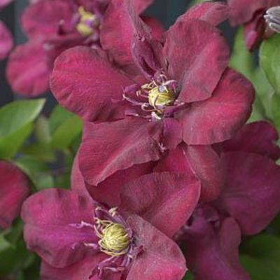 Клематис Ян lll Собески Клематис Ян lll Собески - Dolina-Sad.Ru