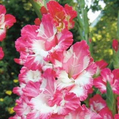 Гладиолус Комедия Гладиолус Комедия фото