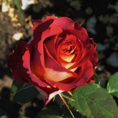 Роза Гиннесс Роза Гиннесс - Dolina-Sad.Ru