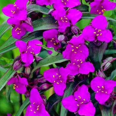 Традесканция Конкорд Грэйп Традесканция Конкорд Грэйп - Dolina-Sad.Ru