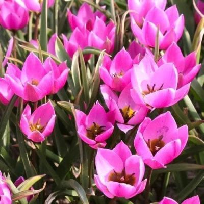 Тюльпан Хелен Тюльпан Хелен фото