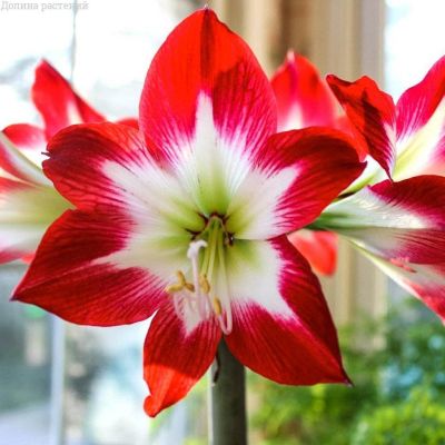 Амариллис Трес Чик Амариллис Трес Чик фото