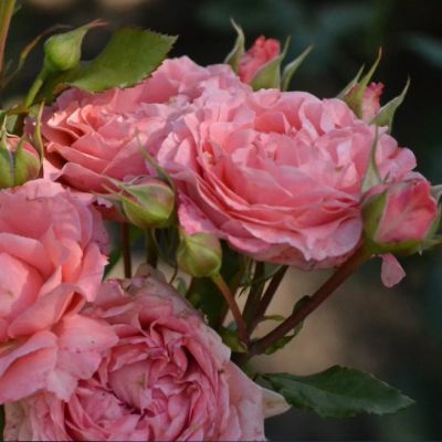 Роза Корал желе Роза Корал желе - Dolina-Sad.Ru