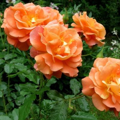 Роза Вестерленд Роза Вестерленд фото