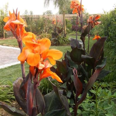 Канна Вайоминг Канна Вайоминг - Dolina-Sad.Ru