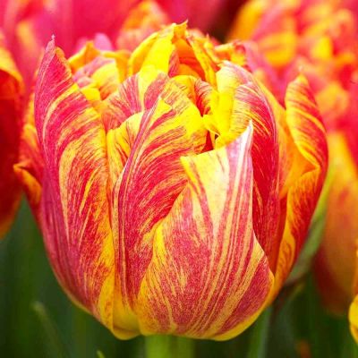 Тюльпан Монте Флейм Тюльпан Монте Флейм фото