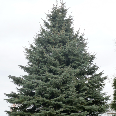 Ель ситхинская, С2 Ель ситхинская, С2 - Dolina-Sad.Ru