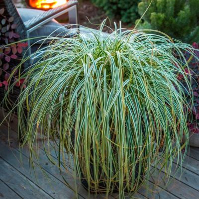 Осока Физер Фоллс Осока Физер Фоллс - Dolina-Sad.Ru