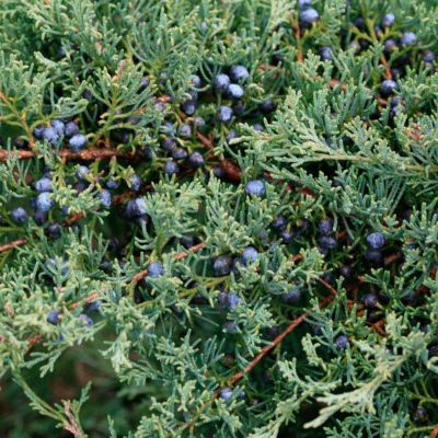 Можжевельник виргинский Блю Клауд Можжевельник виргинский Блю Клауд - Dolina-Sad.Ru