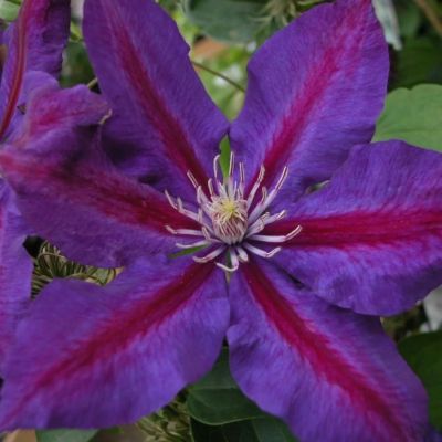 Клематис Вилдфаер Клематис Вилдфаер - Dolina-Sad.Ru