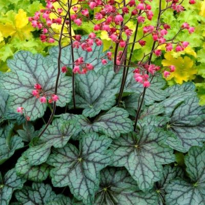 Гейхера Далис Стрэйн Гейхера Далис Стрэйн - Dolina-Sad.Ru