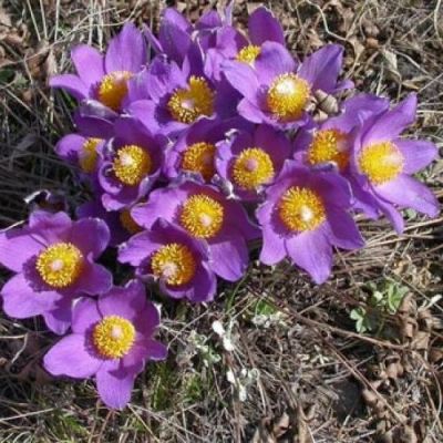 Прострел Пурпл Прострел Пурпл фото