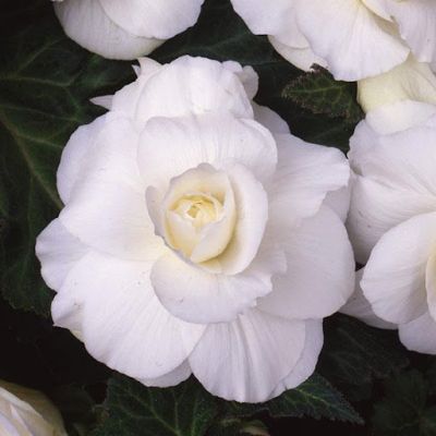 Бегония Махровая Уайт Бегония Махровая Уайт фото