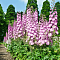 Дельфиниум Пацифик Астолат , P9 Дельфиниум Пацифик Астолат , P9 фото